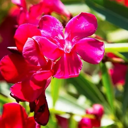 Appartement George *